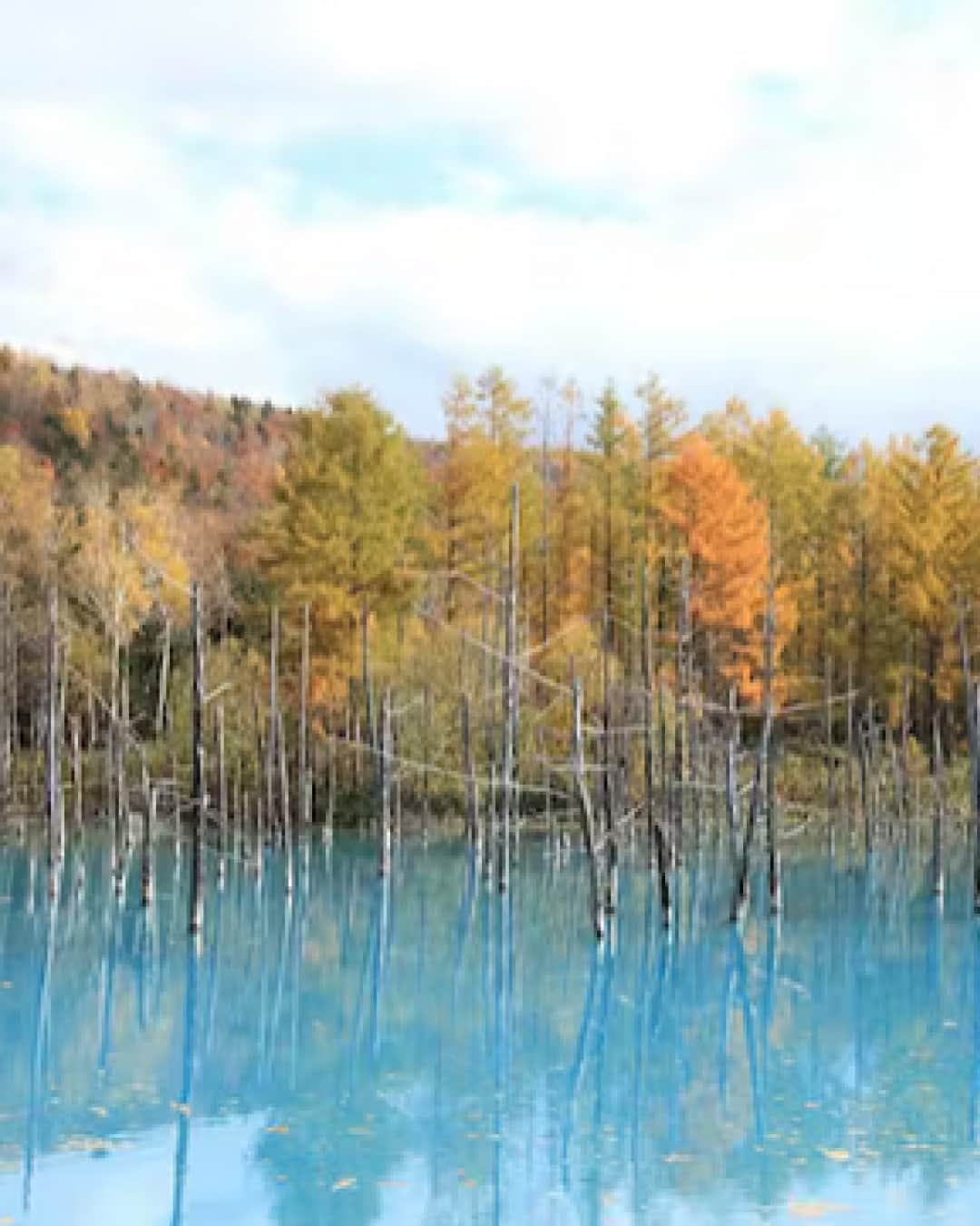 日本経済新聞社さんのインスタグラム写真 - (日本経済新聞社Instagram)「赤や黄に色づく木々と空の青が水鏡に映り込む「逆さ紅葉」。水辺に近く、風がないことが条件の「刹那の美」が魅力を高めます。秋の幸運が重なった時にだけ望める、芸術的景観の名所を専門家が選びました。⁠ ⁠ 詳細はプロフィールの linkin.bio/nikkei をタップ。⁠ 投稿一覧からコンテンツをご覧になれます。⁠→⁠@nikkei⁠ ⁠ #紅葉 #もみじ🍁 #紅葉狩 #見頃 #絶景 #美しい #撮影 #日経電子版」10月21日 12時00分 - nikkei