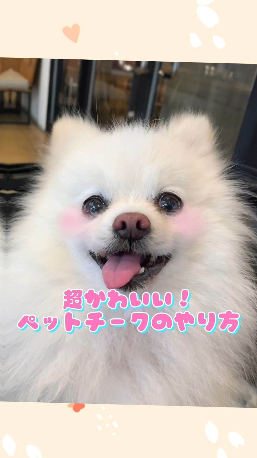 LINE Cameraのインスタグラム：「🐶ぺットチークの加工方法🐱  超かわいい💛💓 ペットチークの加工方法🐶🐱💞 写真にチークスタンプをのせるだけで簡単にできるよ🥰 詳しいやり方は動画をチェックしてね👆💖 . 🐶How to use cheek stamps for pet photo🐱  Too cute💛💓 Create the photo of cheek stamps is a very simple process🥰 Let's check it out!👆💖 . #linecamera #lineカメラ #ラインカメラ #無料 #無料配布 #free #かわいい #可愛い #cute #簡単 #ペット #愛犬 #愛猫 #ふわもこ部 #犬のいる暮らし #猫のいる暮らし #いぬすたぐらむ #ねこすたぐらむ #加工 #加工方法 #動画 #スタンプ #フレーム #わんこ #にゃんこ #犬好きさんと繋がりたい #猫好きさんと繋がりたい」