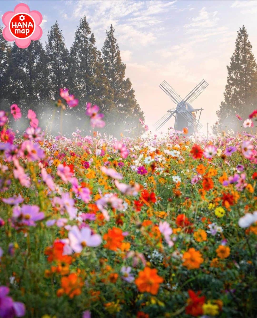 はなまっぷ❁日本の花風景さんのインスタグラム写真 - (はなまっぷ❁日本の花風景Instagram)「🌸はなまっぷ🌸 * @yuya_5dmark4 さんの 花のある風景に花まるを💮 * 風車を背に咲き誇る絵画のようなコスモス畑をありがとうございます😊🌸 * #千葉　#あけぼの山農業公園 Akebonoyama Agriculture Park, Chiba Pref. * コスモスの花言葉 乙女の真心 * #はなまっぷ#日本の美しい花風景#花のある風景#花#花言葉#花畑#コスモス#秋桜#キバナコスモス#花畑#コスモス畑 * いつも素敵なお花をありがとうございます😊 ※見頃が過ぎている花、終わっている花もご紹介させていただいています。 * 🌸••••••お知らせ••••••🌸 * 花風景検索サイト　はなまっぷ https://hanamap.com 🔍「はなまっぷ」または @hanamap プロフィール欄から ぜひご覧ください * 📖🌸📖🌸📖🌸📖🌸📖 四季の花々を訪ねていきたい にっぽんの花地図 好評発売中📘 📖🌸📖🌸📖🌸📖🌸📖」10月21日 13時01分 - hanamap