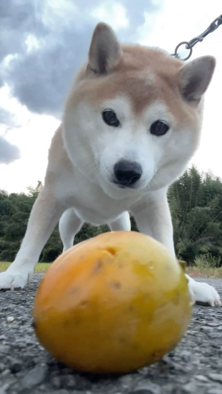 豆助左衛門（まめすけざえもん）のインスタグラム：「🐾  次は渋柿… 見つけたでござる‼️  絶対噛んだら渋いはずなのに💦💦 豆は勇敢に立ち向かう かっこよ🩷  季節は秋🍂 今日は薄着で出かけたから寒かった💦 　　　　　  ………………………………………🖋 #徳島柴ちゃん会　#shiba #徳島 #豆柴　#shibainu #dog #柴犬 #anicas#amazonpets #豆助座衛門　#犬」