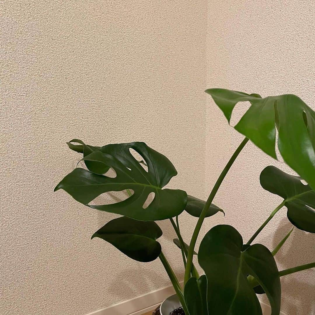 アーキ ホームライフのインスタグラム：「こんにちは🌻  福知山店の堀です！  私は最近観葉植物をお家に飾っております！ 観葉植物は、リラックス効果や空気浄化効果など様々な効果があります！  また、部屋に飾ることでオシャレな空間になります📷  みなさんも是非、お家に観葉植物を置いてみてください〜🪴  #アーキホームライフ  #新築  #注文住宅 #関西 #ハウスメーカー  #観葉植物」