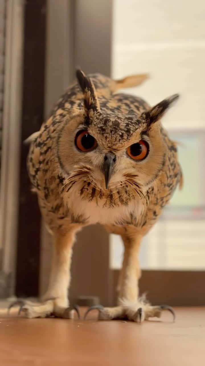 GEN3 Owlのインスタグラム