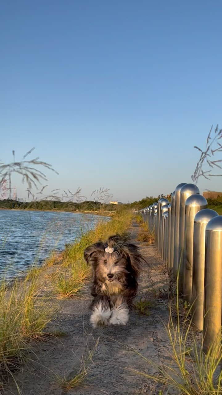 kei515yuのインスタグラム：「朱織、3歳10ヶ月の秋。  #ビアデッドコリー #ビアディ #beardedcollie #akaribeardie #beardie #beardedcolliesofinstagram #puppydog #puppygram  #petscorner #insta_animaluy #dog_ofinstagram #insta_dogs #igdog #topdogphoto #repost_ezyjp #weeklyfluff #dog_features #excellent_dogs #pecoいぬ部 #飛鳥犬舎」