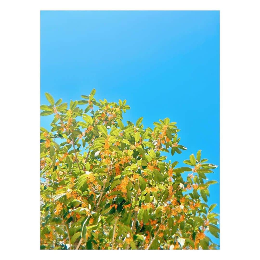 清水麻璃亜さんのインスタグラム写真 - (清水麻璃亜Instagram)「*  金木犀の色かわいい🥕🥕🥕 はなびら散り始めてて、甘い香りももう少しですね🌱」10月21日 14時00分 - gn___maria