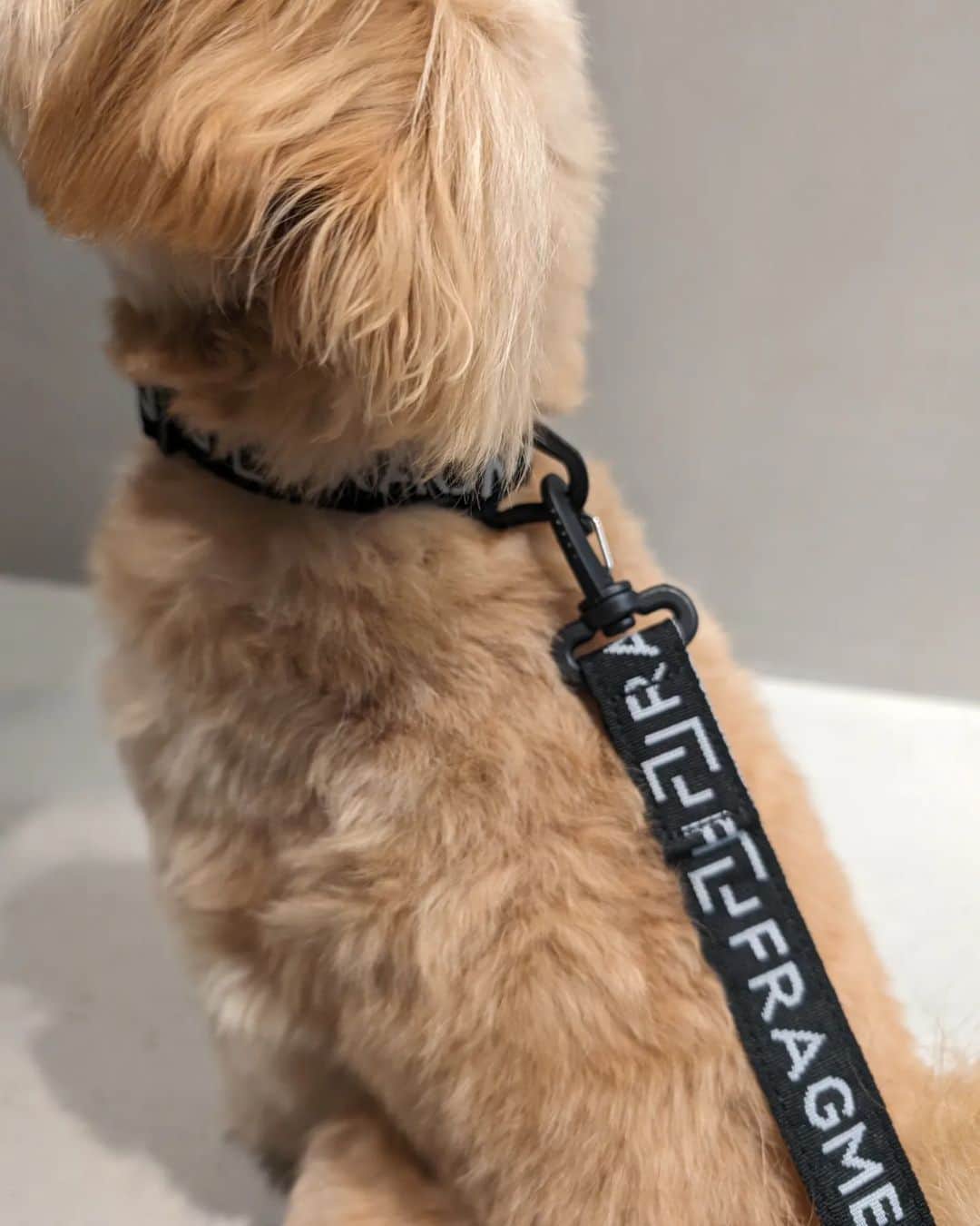 Deepinsideinc.com Storeさんのインスタグラム写真 - (Deepinsideinc.com StoreInstagram)「Fragment x Ramidus Dog Lead. Dog Collar.    #ramidus #ramidustokyo  @ramidustokyo」10月21日 14時10分 - deepinsideinc.comstore_men