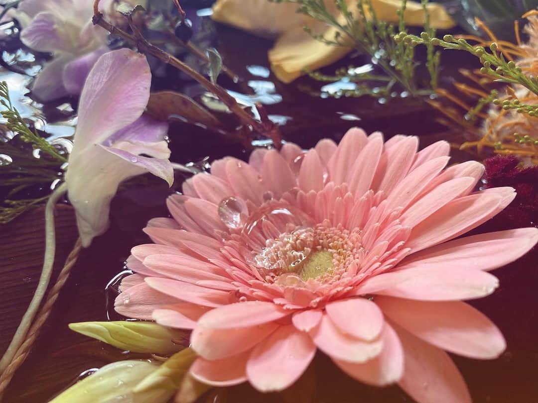 野田澤彩乃さんのインスタグラム写真 - (野田澤彩乃Instagram)「今朝は、 #東京・将棋会館 で #子供教室 でした。帰りに #鳩森八幡神社 で、 #花手水 を撮ってきました。 #秋模様」10月21日 14時20分 - noa_color