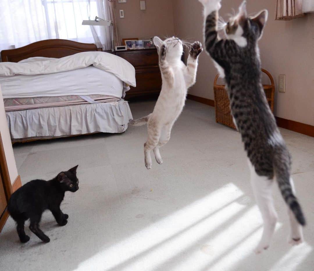 やふさんのインスタグラム写真 - (やふInstagram)「猫じゃらしに夢中すぎて空中衝突💥 . #cat #neko #catlovers #catsofinstagram #catstagram #instacat #猫 #ねこ #ネコ #保護猫 #健」10月21日 14時54分 - kyafy