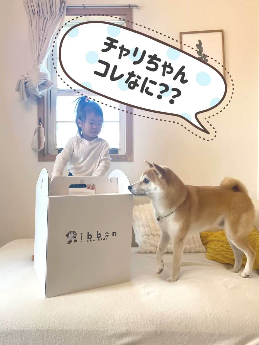 柴犬Mamesuke・Korosuke??大阪のインスタグラム：「可愛いアニマルスツールが 仲間入りしたよー🥰 脚が脱着できるので、成長に合わせて 座椅子にも脚付きの椅子にもなる😊 カバーも脱着できるから、汚れたら 手洗いで洗濯もできるよ！ デザインも可愛いから、 プレゼントにもピッタリ🎁 今月誕生日を迎えるチャリちゃんに 一足お先のプレゼント❤️ 詳しくはこちらを見てね👇 @hakkakids 🐾-—*-—*-—*-—*🐾 #hakkakids #ハッカキッズ #hakkababy #ハッカベビー #ギフト #プレゼント #出産祝い #ベビーギフト #誕生日プレゼント #赤ちゃんのいる暮らし #子供のいる暮らし #ママさんと繋がりたい #アニマルチェア #アニマルスツール #スツール #椅子 #どうぶつ #動物 #子供部屋 #子供インテリア #うさぎ #ライオン #ひつじ #恐竜 #パンダ #小鹿 #猫 #チワワ #さる #キリンのソフィー」