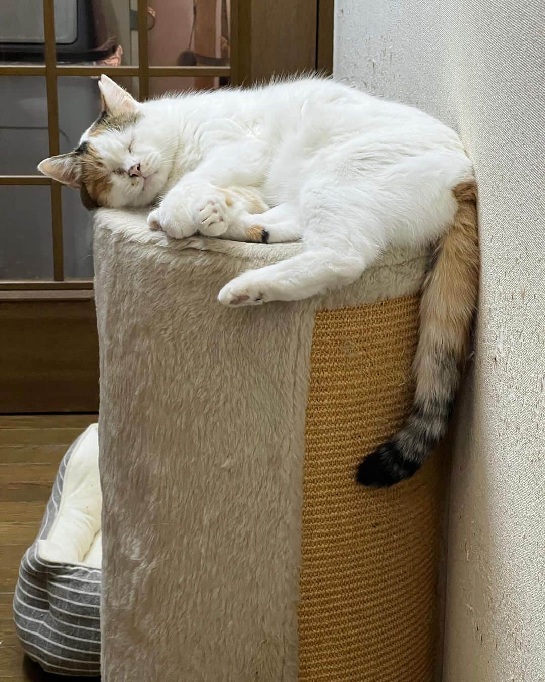 Kachimo Yoshimatsuのインスタグラム：「じーっと見てたら、起きた｡  #うちの猫ら #猫 #mikeko #ねこ #ニャンスタグラム #にゃんすたぐらむ #ねこのきもち #cat #ネコ #catstagram #ネコ部 http://kachimo.exblog.jp」