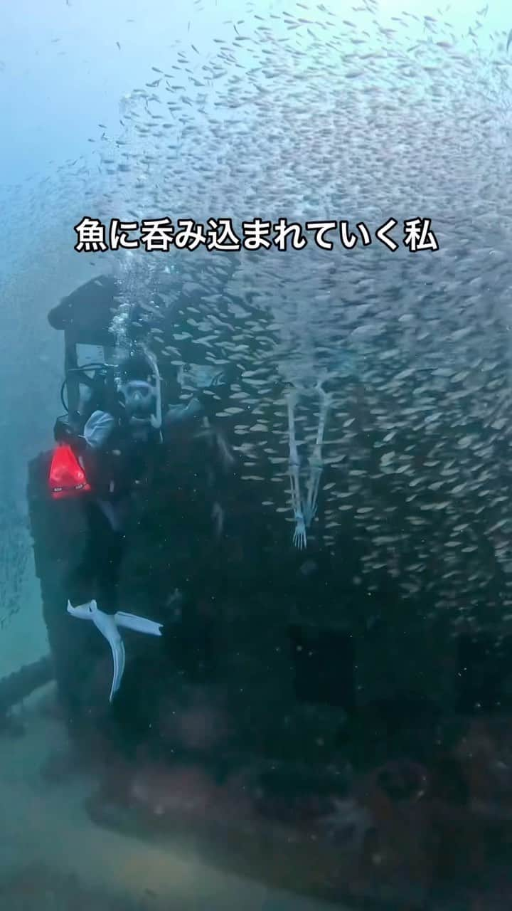 リナフランチェスカのインスタグラム：「量やばくない？？？🐟🐟🐟     11月5日(日)和歌山のギネスの海中にある郵便ポストに手紙出しに行く企画📮 一緒に潜りに行きましょう〜♡ まだまだ人数募集中です！ 金額は今回26000円になりました！   申し込み、質問はDMください😊 （ダイビング免許持ってる人限定）    #ダイビング #ハロウィン #和歌山ダイビング #沈没船 #白浜ダイビング #南紀白浜ダイビング #南紀白浜 #魚好き集まれ #fyp」