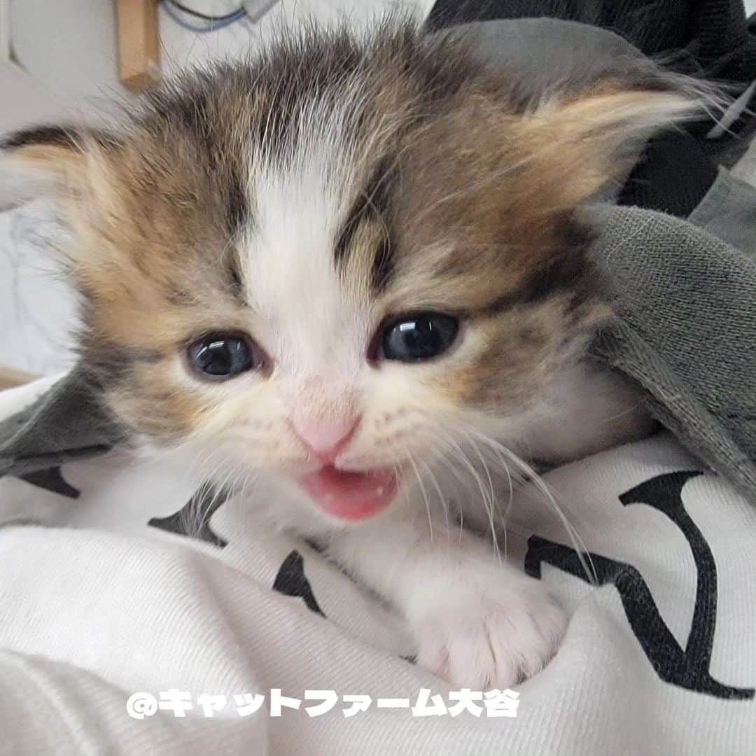 マンチカン(munchkin)キャットファーム大谷のインスタグラム