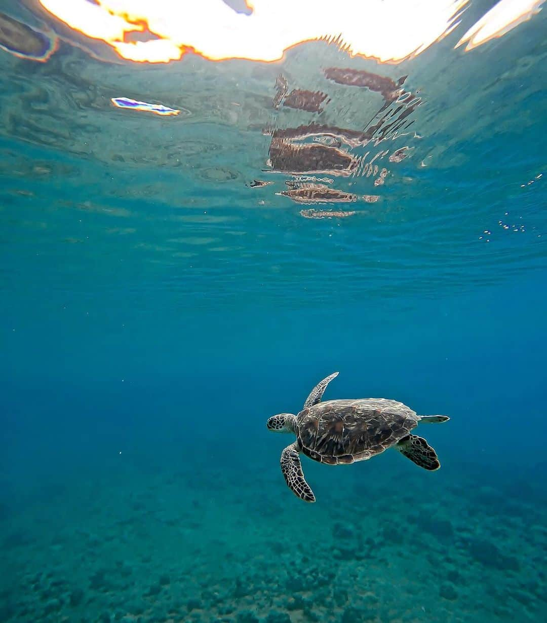 山崎みどりのインスタグラム：「泳いでたら 海亀さんが2匹も来たー🐢🐢  そのうち大きい1匹はどっかいっちゃったけど🐢  かわいい🥹🩷🩷  ────────────────────────── #海亀#seaturtle #奄美#奄美大島#可愛い#🐢」