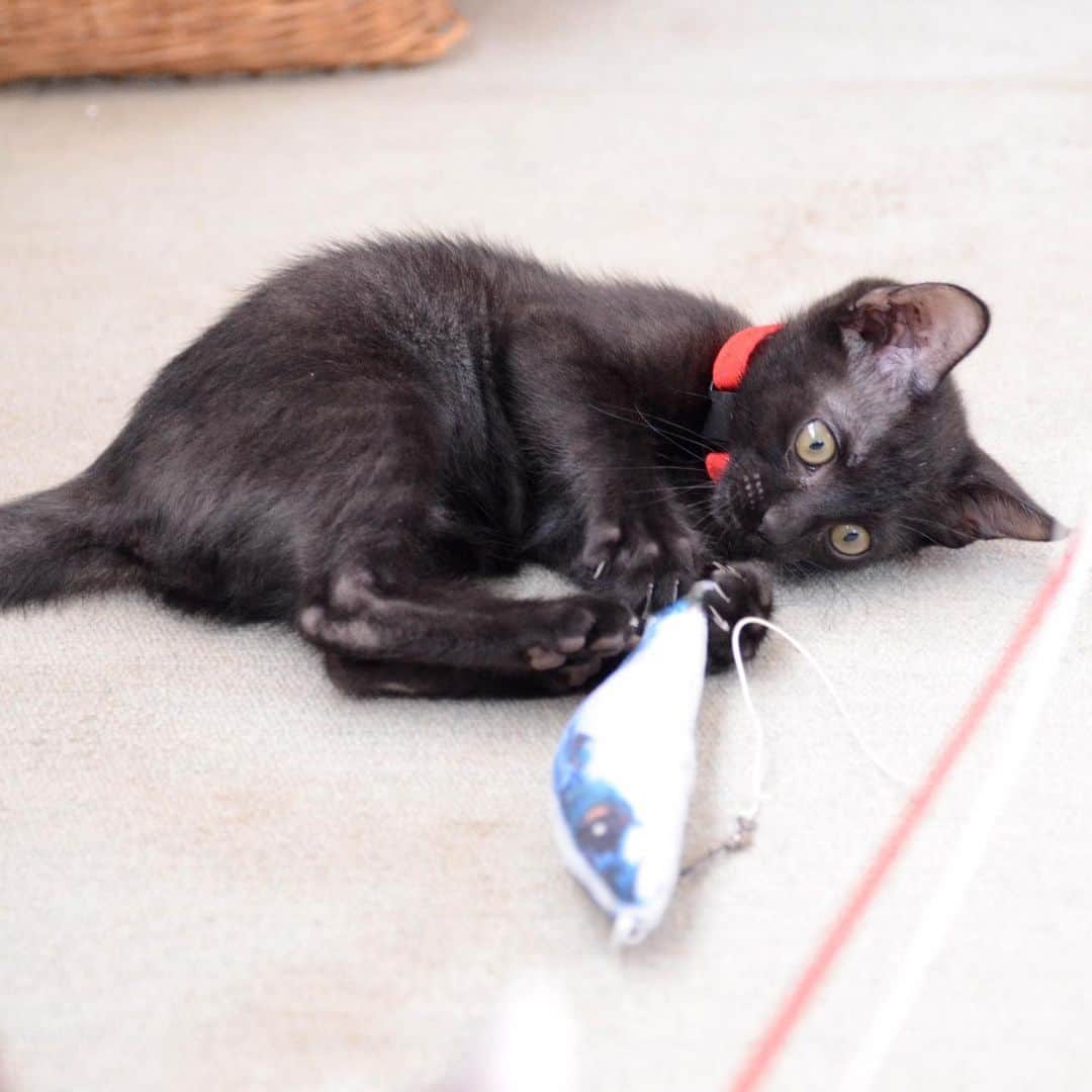 やふさんのインスタグラム写真 - (やふInstagram)「万にも首輪を買いました。黒猫には赤！しかないでしょ 体が小さいからギリなんとか付けられた💦 ぽぽねこさんの首輪は種類豊富で素敵な色がたくさん。新吉ももも、もこちらの首輪です。 . #cat #neko #catlovers #catsofinstagram #catstagram #instacat #猫 #ねこ #ネコ #保護猫 #万」10月21日 15時52分 - kyafy