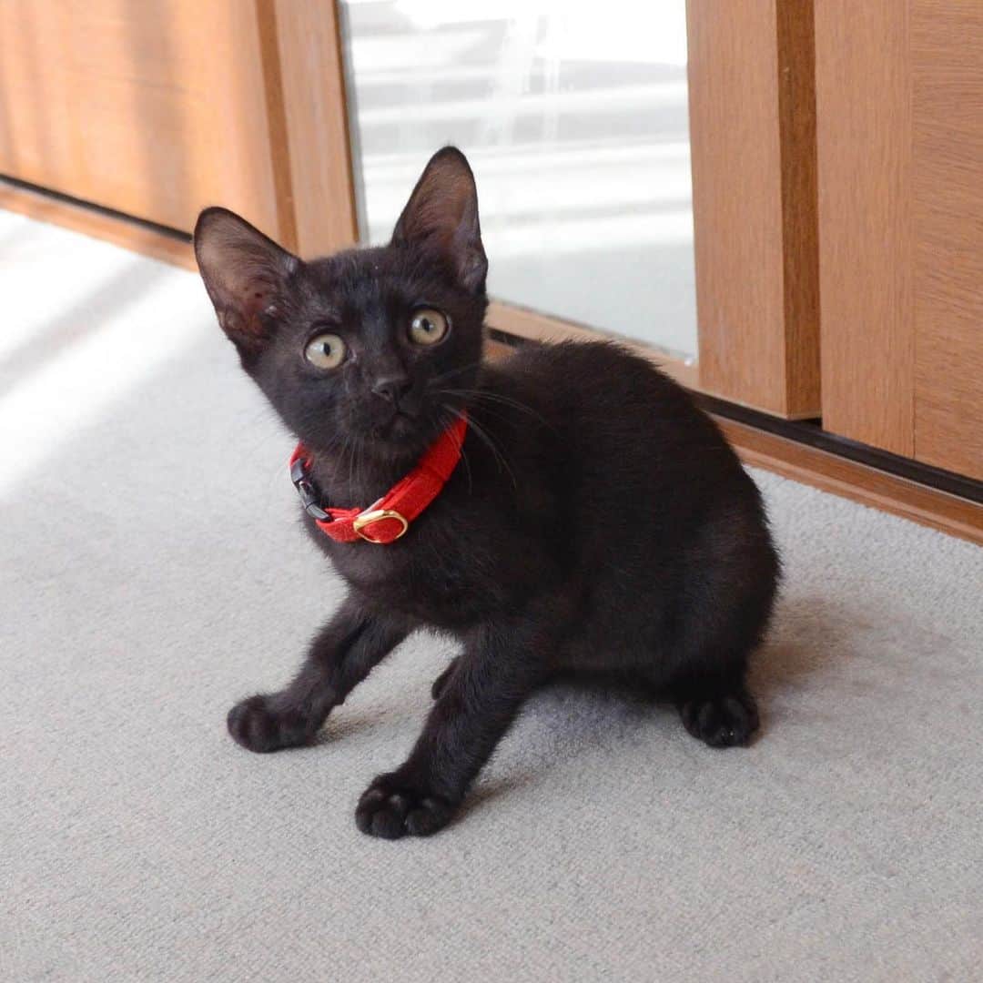 やふのインスタグラム：「万にも首輪を買いました。黒猫には赤！しかないでしょ 体が小さいからギリなんとか付けられた💦 ぽぽねこさんの首輪は種類豊富で素敵な色がたくさん。新吉ももも、もこちらの首輪です。 . #cat #neko #catlovers #catsofinstagram #catstagram #instacat #猫 #ねこ #ネコ #保護猫 #万」