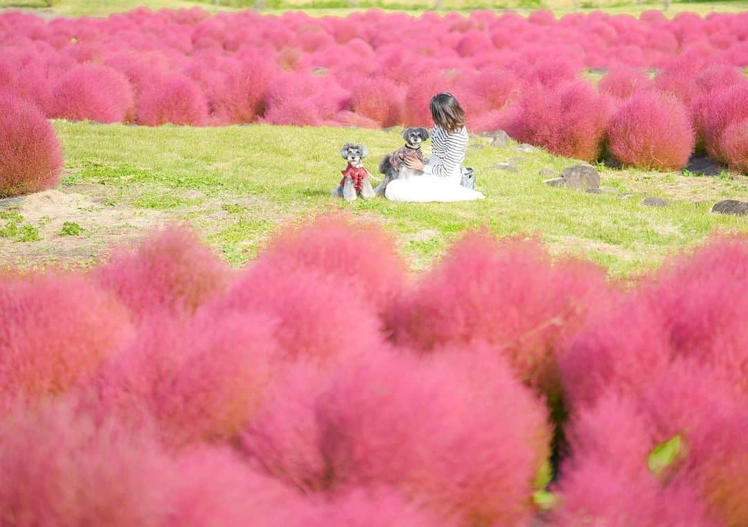 中野区在住のミニシュナのInstagramのインスタグラム：「⑅︎◡̈︎* ・ コキア畑✨  仙台に行ったついでに、2018年と2019年に開催した『みちのく公園ドッグフェスティバル』の開催地『みちのく湖畔公園』に行ってみたら〜 コキアが見頃でした！  しかも観光客も少なめでのんびりと懐かしの地を巡ってくることができて幸せ♡  そういえば！！ こちらの公園でイベントを行った際に地元のテレビ局が取材に来てくださり、その時もイヴがプールで泳ぎその後入浴シーンが放送されたんですよ笑 東方で活躍するイヴヾ(≧︎∪︎≦︎*)ﾉ〃  #みちのく湖畔公園 #コキア #コキアの紅葉 #紅葉スポット #シュナ #シュナウザー #シュナスタグラム #シュナウザー部 #シュナウザー大好き #シュナウザー多頭飼い #シュナウザー好きさんと繋がりたい #シュナウザーのいる暮らし #しゅなら部 #わんことお出かけ #schnauzerworld」