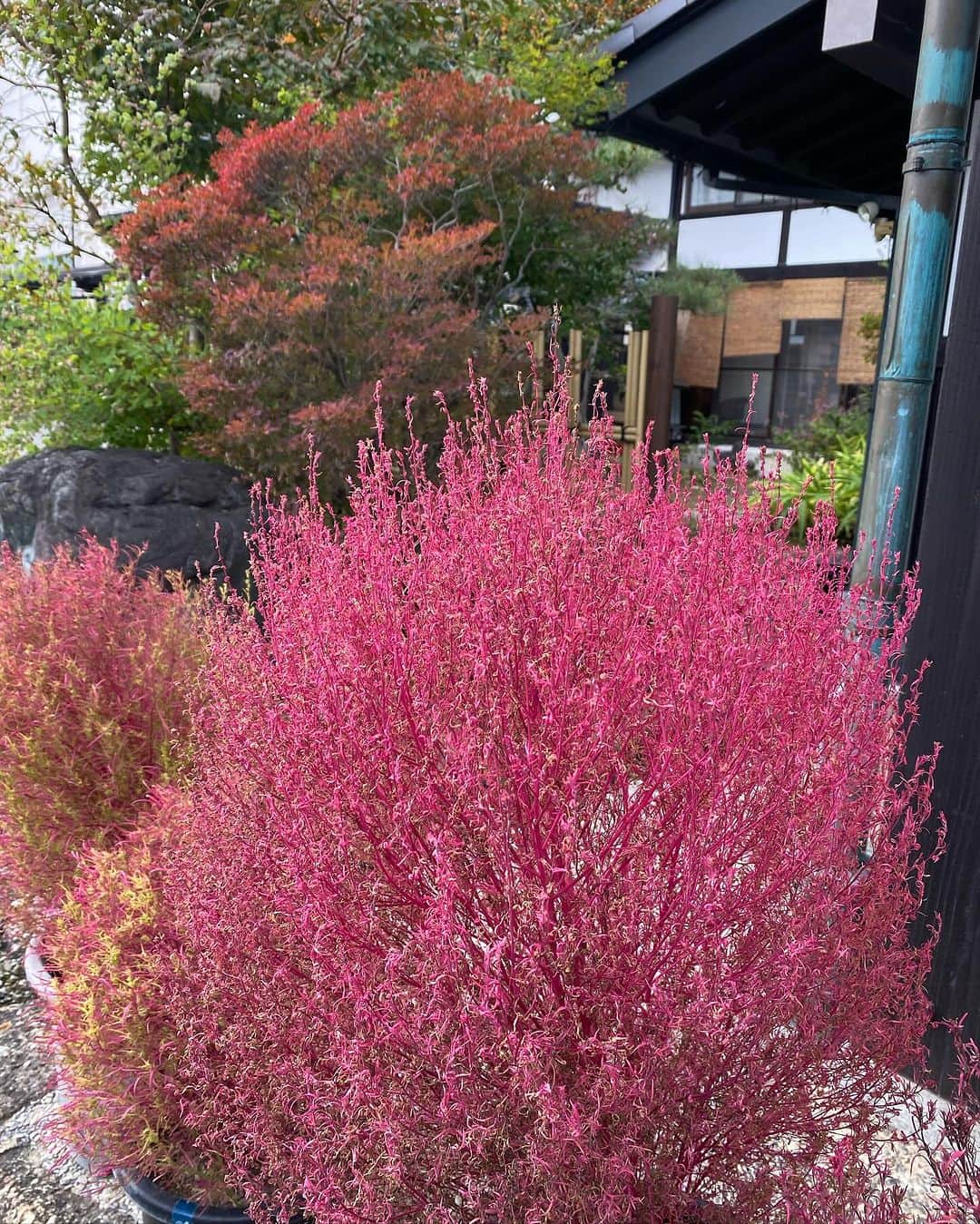 飛騨高山 旅館あすなろさんのインスタグラム写真 - (飛騨高山 旅館あすなろInstagram)「. とても肌寒くなってきましたね🍂  当館の玄関前にコキアが飾ってあります。 赤く色づいてきてとても可愛いです。  ーーーーーーーーーーーーーーーー 旅館あすなろ（@ryokanasunaro） 飛騨高山の伝統文化を映す宿 〒506-0008 岐阜県高山市初田町2丁目96-2 TEL:0577-33-5551 HP:https://www.yado-asunaro.com ーーーーーーーーーーーーーーーー  #旅館あすなろ#あすなろ#高山旅行#国内旅行 #飛騨高山#温泉旅行 #takayama#japan#onsen#asunaro #japantravel#japantrip#gifu #yukata#kimono」10月21日 16時19分 - ryokanasunaro