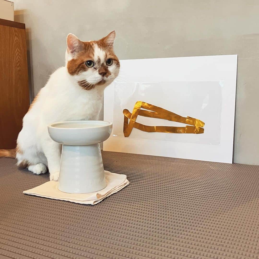 外山輝信さんのインスタグラム写真 - (外山輝信Instagram)「OFSでグラフィックデザイナーの高田唯さんが展示中。そこで購入した涅槃とD。2枚目は涅槃にドロップキックされるD。」10月21日 16時41分 - terunobu_toyama