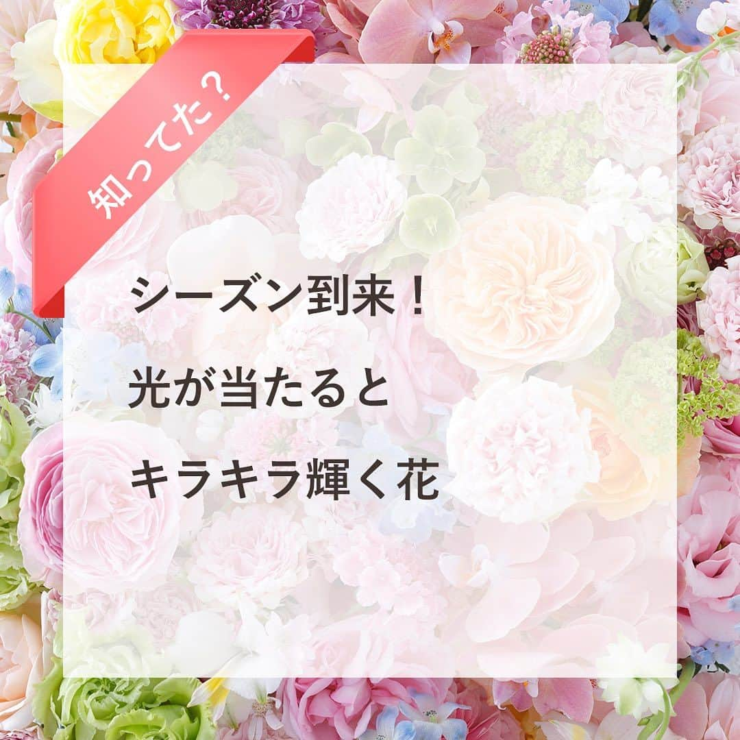 雑誌『花時間』のインスタグラム：「ダイヤモンドリリーって知っていますか？  花時間（@hanajikan_magazine）です。  #ダイヤモンドリリー　は南アフリカで発見され、イギリスに渡ったのちに数多くの園芸品種が誕生したお花。  お察しのとおり、ヒガンバナ科です。  ダイヤモンド💎と名前についたのは、花びらが輝くからなんですが…  なぜ輝くのか…。不思議ですよね？  花びらの表皮細胞が不規則な形をしているため、そこに光が当たると、乱反射して光るそうなんです。  まさに、ブリリアントカット💎のダイヤモンド。  おしべに花粉がついていたら、取ってから、飾ってくださいね。  理由はふたつ！  ❶花びらをきれいに保つため。  ❷そして、お花を長もちさせるためです。  植物全般のことですが、花粉がめしべについてしまうと受粉して、お花は「もう役割は済んだね！」と枯れていくんです。  少しでも長く楽しみたいなら、花粉は取ってね😊　ユリやグロリオサも同様です。  では、本日もお疲れさまでした🍁　明日も元気smile😊😊😊で頑張りましょう！ byピーターパン  【花時間ニュース】 💜『花時間マルシェ』発、花の定期便が大好評🥰　世界でここだけのバラと旬花が届く嬉しいサービスです💕  💜『花時間』の2024年カレンダー、大好評発売中！  💜『花時間2023秋』〈花屋さんへ行こう〉大好評発売中！  💜『花と短歌でめぐる 二十四節気 花のこよみ』大好評発売中  すべて @hanajikan_magazine のプロフィールのリンクから飛べます✈️  『花時間』本誌や書籍は全国の書店、ネット書店でも発売中✨  #花時間  #ダイヤモンドリリー  #ピンクの花が好き  #秋の花 #きれいな花 #diamondlily #nerine  #ネリネ  #flowerphotography  #flowerstagram  #フラワーアレンジ #花が好き #花が好きな人と繋がりたい  #花を飾る  #花を飾る生活 #花屋さんへ行こう」