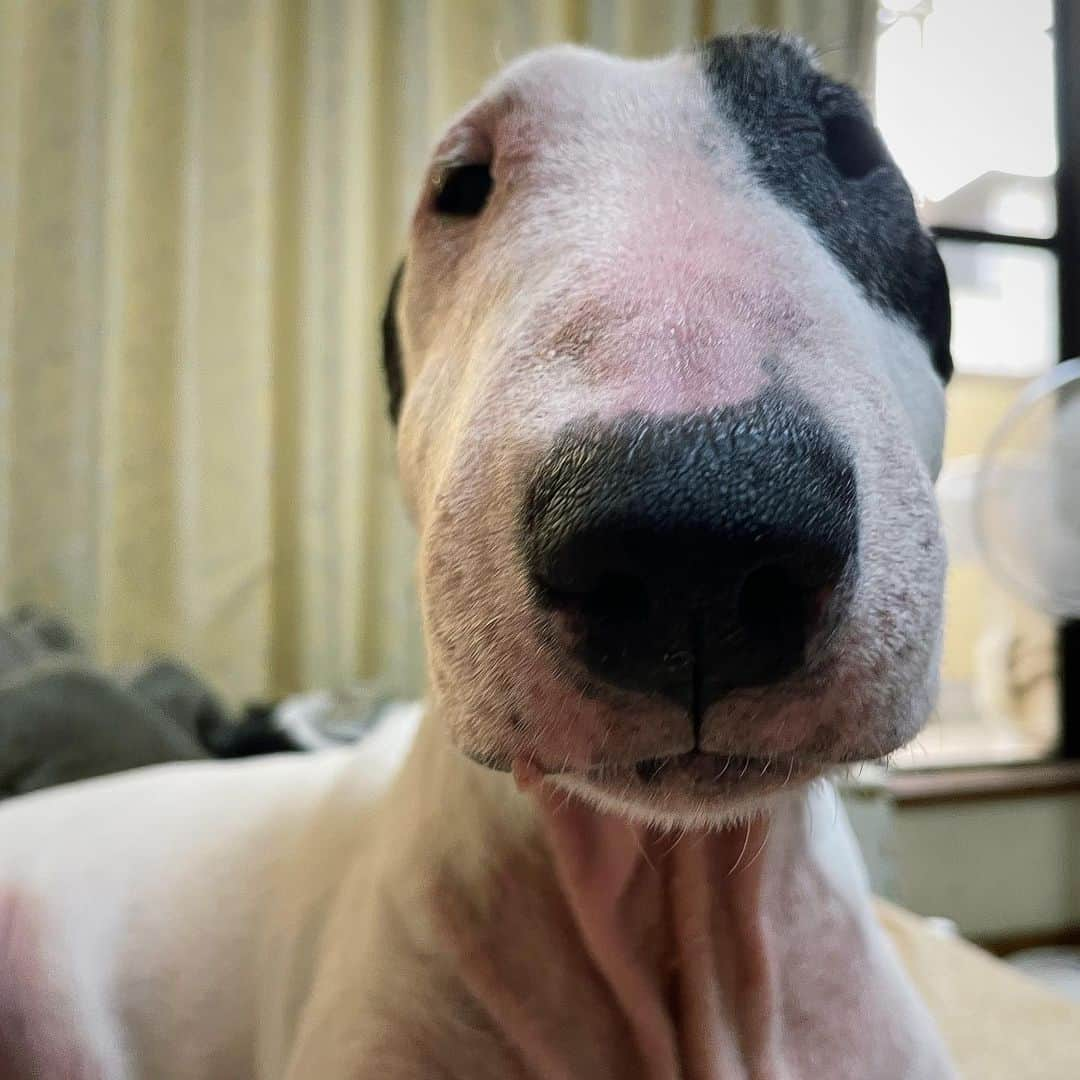 Q太郎さんのインスタグラム写真 - (Q太郎Instagram)「#minituru#bull#terrier#minibullterrier#miniturubullterrier#dog#dogstagram#cute#qtaro#love#family#ミニチュア#ブルテリア#ミニチュアブルテリア#Q太郎」10月21日 16時57分 - qtaro.jun