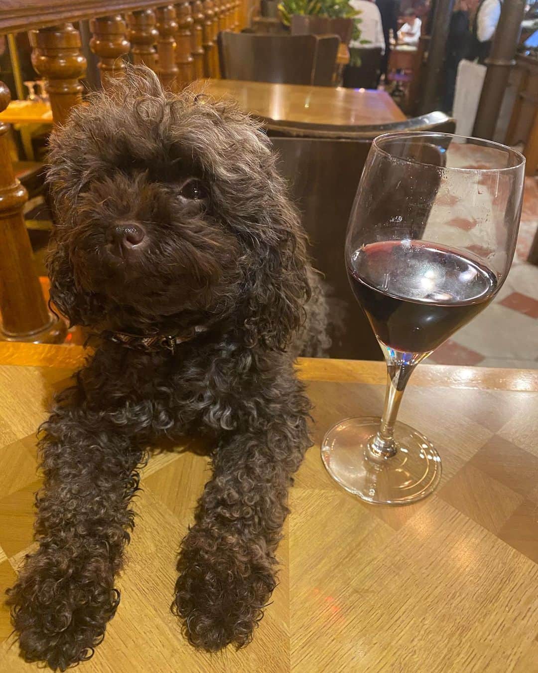 オリヴィエ・ザームのインスタグラム：「Are you speaking to me?  @romy.sobol」