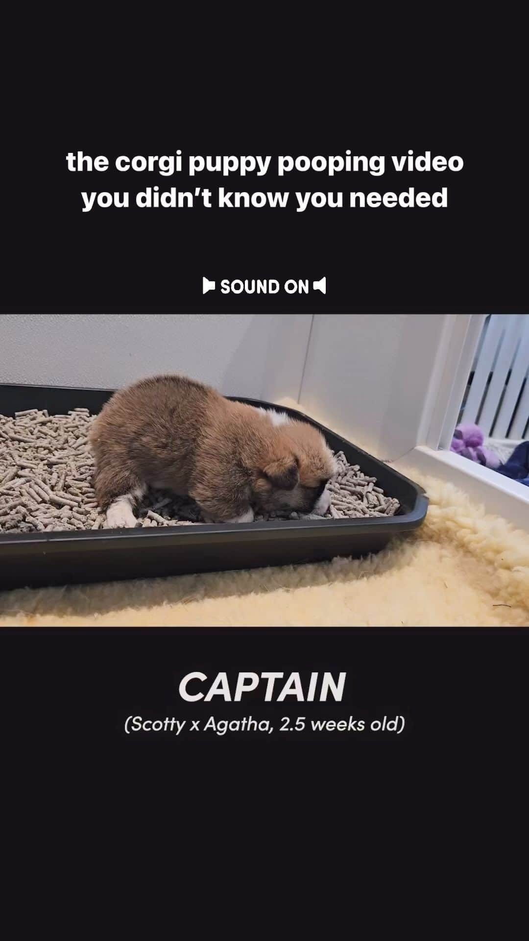 Geordi La Corgiのインスタグラム