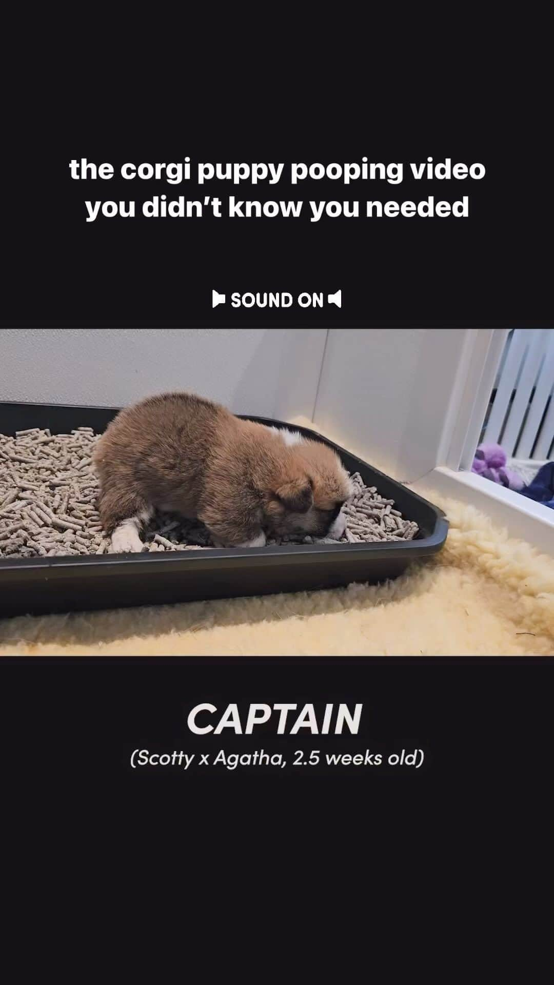 Geordi La Corgiのインスタグラム：「“CAPTAIN’S LOG, STARDATE 16.” 💩 I was today years old when I learned corgi puppies get very dramatic about pooping.」