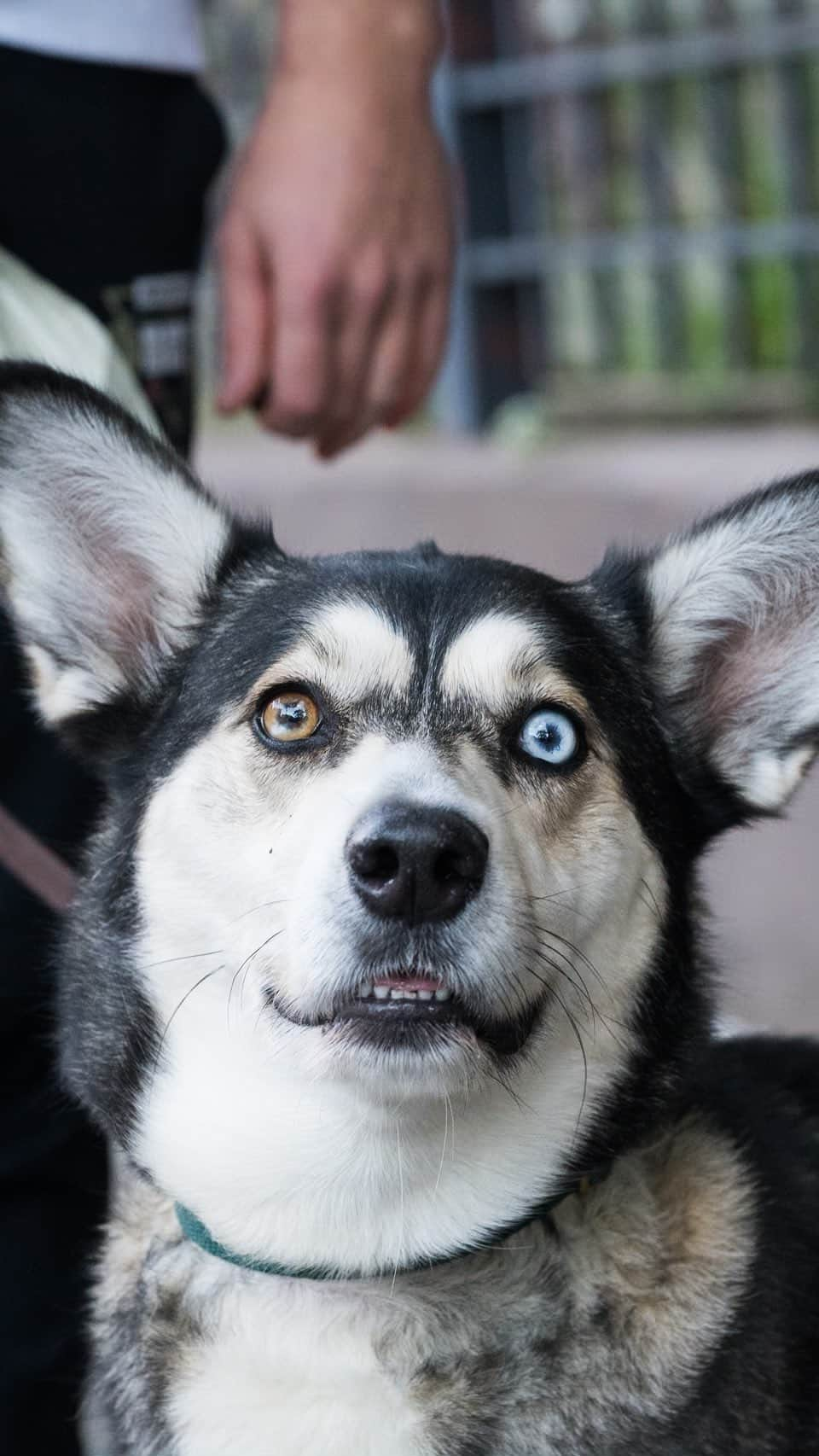 The Dogistのインスタグラム：「Betsy, Husky mix (5 y/o), Grand & Roebling St., Brooklyn, NY • “She’s from the streets of San Antonio. I saw her get thrown out of a car. I was just on the sidewalk and scooped her up. The streets of San Antonio are covered in dogs. I didn’t even have a bed, at that point. I had moved to San Antonio three days prior. I thought, ‘Oh, I’ll drop it off somewhere in the morning’, but deep down, I’m like, I’m keeping this dog. She’s a good companion – something to care for and have around. Heavens to Betsy is her full name.” @bigearbetsy」