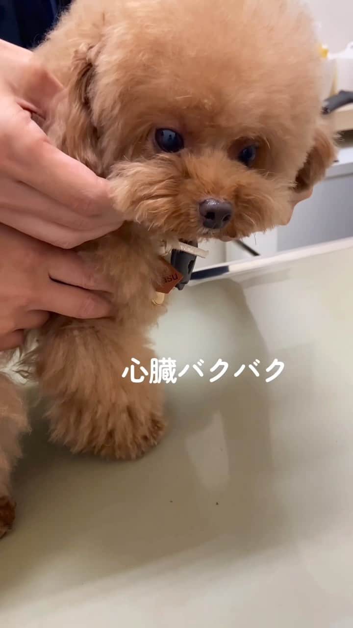 しらす先輩のインスタグラム：「今日は担泥症の経過検査に行ったのです。 はや2年経過… しらすは胆嚢に泥状態で若干溜まっているんです🥲 しかし今は隙間も出来て深刻な状態ではなくて😌 療法食と一日1回のお薬でどんどん綺麗になってきました😭 歩いてイケメン先生の病院へ行く途中 しらすは察知したらしい😂 病院🏥に行く事を🤣 歩かなくなる💦 嫌だよね、病院… でも行くよ‼️強制抱っこ❤️ 結果、3ヶ月前より良くなってた🤭 今日はしらすにとっては最悪な日だったけど… 大変残念なお知らせです💁‍♂️ ごめんよ、明日も病院😂 しかも健康診断 今日よりキツいぞ〜🙏🙏 しらすは年に2回ドックドック受けてるよ 頼むから長生きしてくれ〜🙏🙏🙏✨✨  #しらす先輩#トイプードル#ティーカッププードル#animalsco#petsofinsta#toypoodlelover#wanko#minipoodle#poodleworld#toypoodlesofinstagram#癒し犬#pup#petaccount#lovemydog#かわいい#天使ちゃん#instagrammer #cuteness#dior 宝物#犬スタグラム #癒されたい#担泥症」