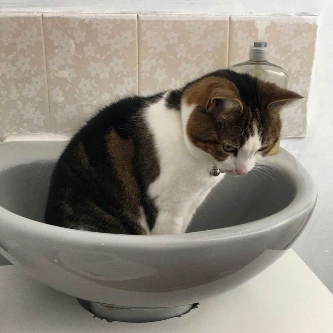 Misty The Moggieのインスタグラム：「Sink cat #sinkcat #sinkcatsofinstagram #sinkcats」