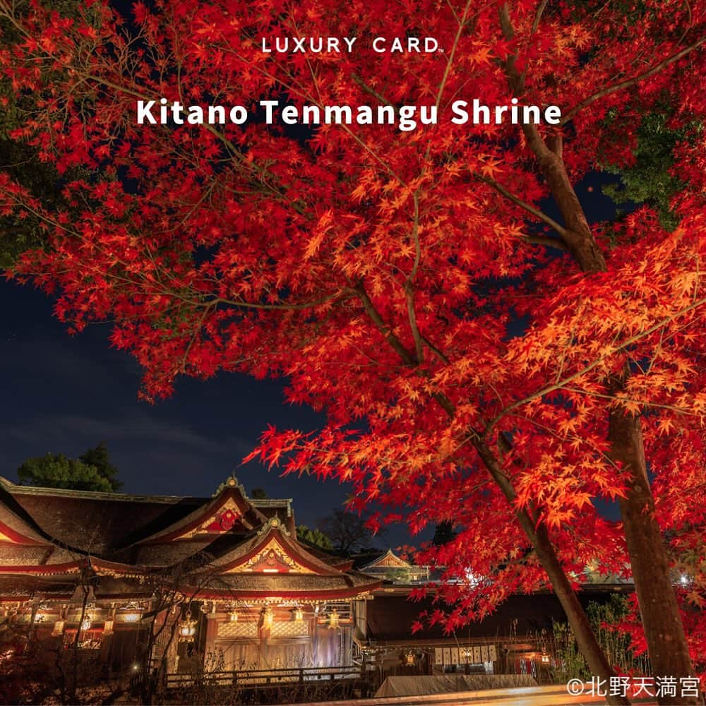 Luxury Card Japanのインスタグラム：「【今年見ておくべき紅葉名所といえば🍁】 秋も深まり本格的に紅葉シーズンに！ LC会員様は、北野天満宮「史跡 御土居もみじ苑」の期間中、無料でご入苑いただけます。 国宝御本殿を一望できる展望所などから、赤黄に色づいた約400本のもみじをお楽しみいただけます🍁 11月11日（土）からは日没後にライトアップし、幻想的な紅葉の世界が広がります！  📍北野天満宮（京都） 🕐2023年10月28日（土）〜12月3日（日）  もみじ苑公開期間中の2023年11月16日（木）～19日（日）の4日間、「全国梅酒まつりin京都2023」が開催（有料）されますので、こちらも合わせてご参加くださいね👀  ▶ラグジュアリーカードについてもっと知りたい方は @luxurycardjapan のプロフィールリンクからご覧いただけます。 期間限定優待やトラベル・ダイニング・ライフスタイル優待を随時更新中！  #紅葉 #紅葉狩り  #紅葉狩り🍁  #紅葉スポット  #紅葉デート  #紅葉シーズン  #紅葉ライトアップ  #紅葉ドライブ  #紅葉名所  #京都紅葉  #京都紅葉名所  #京都紅葉ライトアップ  #北野天満宮もみじ苑  #北野天満宮  #御土居  #御土居もみじ苑  #もみじ苑  #もみじ苑ライトアップ  #もみじ  #ラグジュアリーカード」