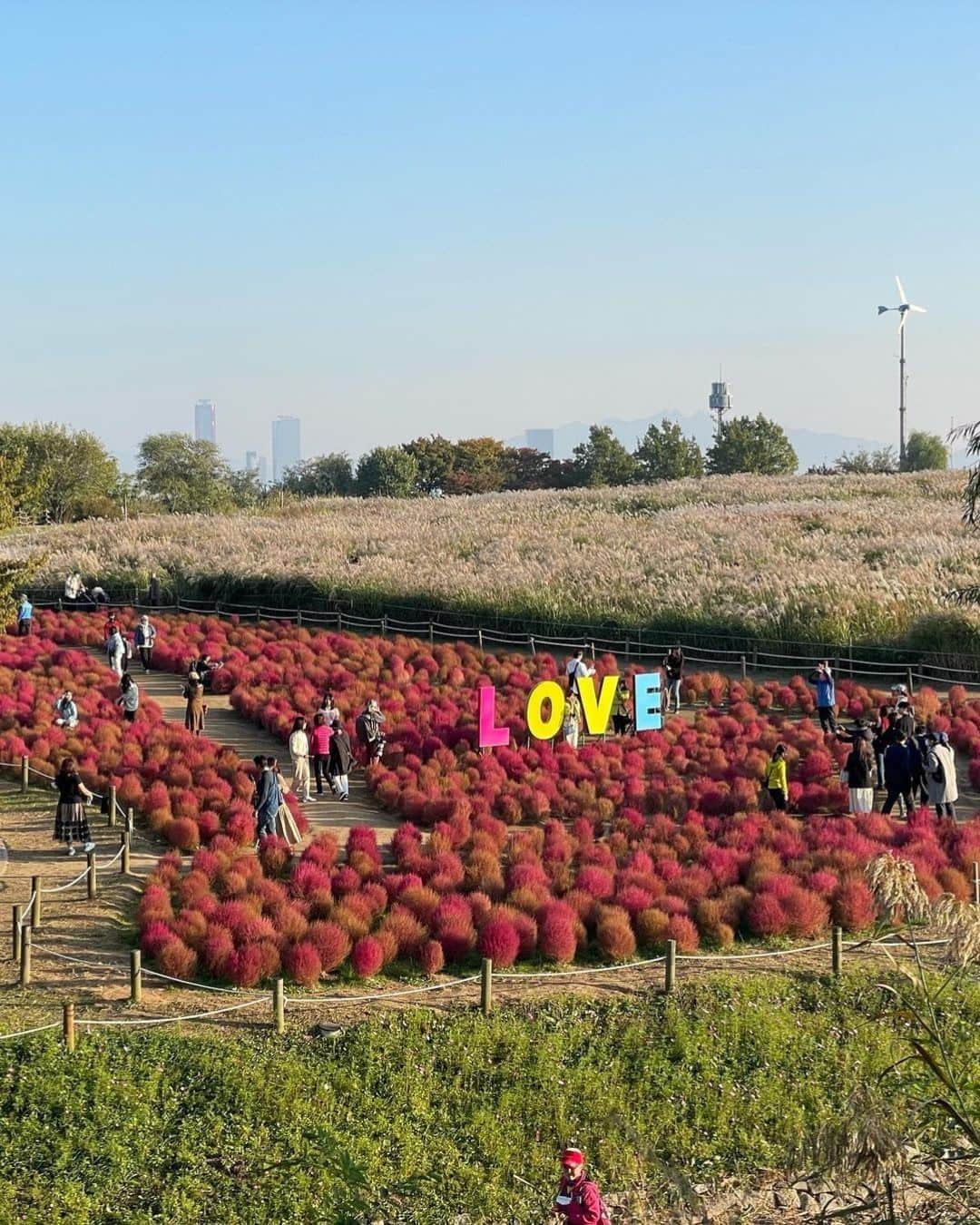アシアナ航空日本地域公式アカウントさんのインスタグラム写真 - (アシアナ航空日本地域公式アカウントInstagram)「ハヌル公園の秋🍂  ┈┈┈┈┈┈┈┈┈┈ 毎年10月頃に開催される ハヌル公園のススキフェスティバル。  赤く染まるコキアやピンクミュルリ 広々としたススキ野原。 秋の風景を存分に楽しむことができます！  📸@7stagram_  @jayeonmi_beauty   ┈┈┈┈┈┈┈┈┈┈   #アシアナ航空 #アシアナ #ASIANA #asianaair #asianaairline #OZ #Flyasiana #韓国 #korea #韓国旅行 #✈️　#ハヌル公園 #ススキフェスティバル #ソウルの秋 #ソウル」10月21日 19時01分 - asiana.jp_official