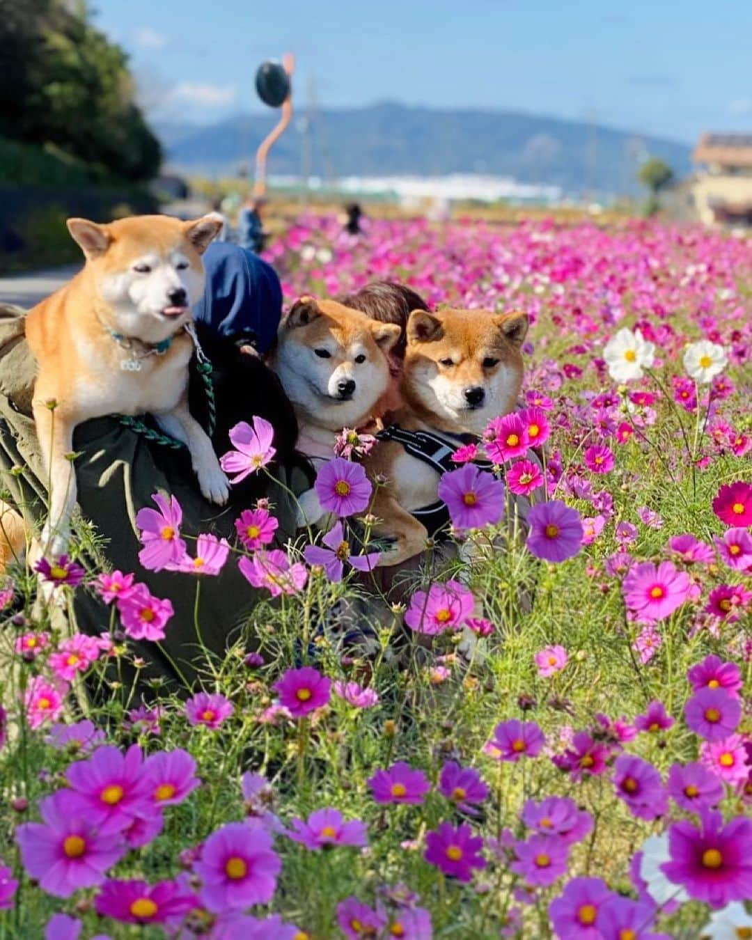 柴犬小雨さんのインスタグラム写真 - (柴犬小雨Instagram)「・ 柴3ぴき集合〜🐕🐕🐕 久々に「わさこさごん」で遊んだよ🎵 ・ ・ 先ずは秋桜畑で待ち合わせてお散歩🌸 その後は近くのドッグランへ🐶  ランチは @pellmell.toon さん🥘 盛り沢山の楽しい1日でした! ・ ・ わさびくん @wasabi___inu  ゴンタくん @t.kyg  ありがとう〜♡ ・ ・ ・ #愛媛カフェ#愛媛グルメ  #shiba_snap #shibamania #petstagram #dog  #shibadog #petstagram #pet #shiba #shibainu #shibaaaaainu #shibastagram  #dogstagram #子犬#仔犬#狗 #犬のいる暮らし #犬のいる生活 #こいぬ #豆柴#まめしば#しばいぬ #9gag #しばけん #ペット#小狗#柴犬#犬#柴犬小雨#シバイヌ」10月21日 19時16分 - fuji_jun1205