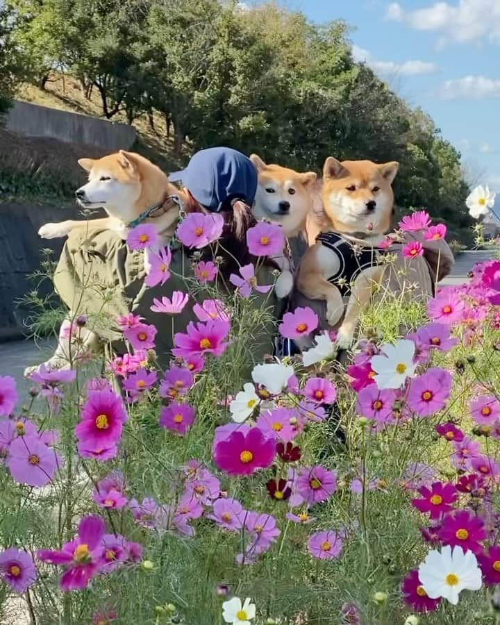 柴犬小雨のインスタグラム