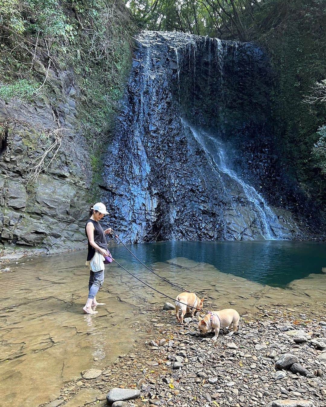 月船さららのインスタグラム：「まぁまぁ山道歩いていきました。 蛇に遭遇したのは何年ぶりかしら。 ワンコは蛇を怖がらないことを知りました。  それにしても絶景！ 滝壺の青さが神秘的でした。  ヴァルは水が平気で、モニカは水が苦手。  #秘境の滝  #四方木不動滝」