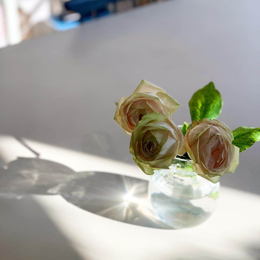 佐藤友子さんのインスタグラム写真 - (佐藤友子Instagram)「花屋に寄ったら水無月アジサイを発見。毎年これに出会えた日は「やったー！」となる。  秋の光を浴びてフワフワとした存在感を放つアジサイの色合い、グラデーションに見とれます。  先週買った薔薇は少しだけしおれてきたけれど、その佇まいがまたなんとも魅力的なので、短くカットして食卓に移動。  買ってきたばかりの花も、1週間が経過して少しくったりした花も。あぁ、なんて美しいんだろうか。」10月21日 19時27分 - tomokosato_hokuohkurashi