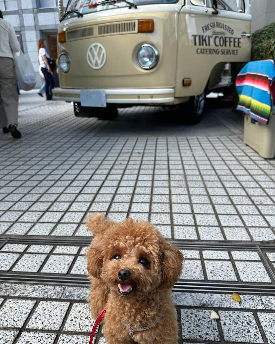 近藤しづかさんのインスタグラム写真 - (近藤しづかInstagram)「ファーマーズマーケットへ 行ってきました🥕🥦🍅🍆  お天気も良くて 気持ちいい〜〜  買ったもの🧺 ◎大根の葉 ◎サラダmix ◎葉付にんじん ◎ピーマン ◎なし ◎柿 ＊全て有機、無農薬  #ごちそうさまチャレンジで飢餓をなくそう   #捨てる部分に栄養たっぷり  #家庭内食品ロスを減らそう  #有機野菜 #無農薬野菜  #farmersmarketunu」10月21日 20時03分 - shizuka_kondo