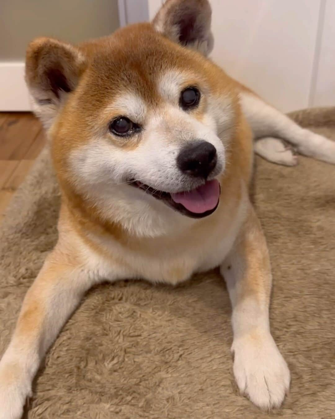 shibainu berryのインスタグラム：「Lunch🐻🦊🍽️ ①べりむくの一番定番、鶏胸肉茹でただけ😅 Cook4meで煮込んだらホロホロになるし、匂いが違うみたいで、普通のお鍋で茹でるより食い付きいい😆 圧力鍋でもいいと思う！ ②むくみもお肉は文句言わず食べます😋 ③人間用ランチ🍙 ＊おにぎり ＊鶏チリ ＊卵焼き ＊生春巻き ＊そば米汁 ＊れんこんのきんぴら  うちはべりむくだけでなく、人間も鶏胸肉率高いんです😅味付けしっかりしたら全然美味しい😋 おにぎりアクションまだやってるよ🍙 #onigiriaction を付けて投稿すると協賛企業が寄付でアフリカ、アジアの子供達に給食5食届くよ😆(フィード投稿🙆‍♀️ストーリーズ🙅‍♀️) #べりむくご飯 #犬の脾臓腫瘍 #犬の腫瘍摘出手術 #僧帽弁閉鎖不全症 #僧帽弁閉鎖不全症の犬 #僧帽弁閉鎖不全症手術済 #僧帽弁閉鎖不全症克服 #柴犬 #柴 #べりやん #べりむく #多頭飼い #徳島 #berry #shiba #shibainu  #shibainumania #ぷにっと部 #口角キュキュッと部 #チーム俺様 →部員絶賛募集中 #shiba_snap #proudshibas #instagramjapan #ふわもこ部 #pecoいぬ部 #pecotv #9gag @9gag @barked」