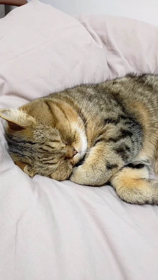 寅次郎（とらちゃん）のインスタグラム：「おやすみ～🌙*ﾟ🦉  #ママの布団ですやすや  #goodvibes #goodnight  #sweetdreams  #sleepycat  #猫との暮らし」