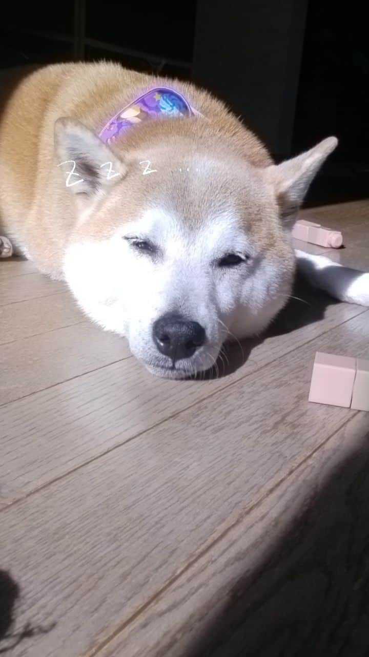 柴犬⭐️サスケのインスタグラム