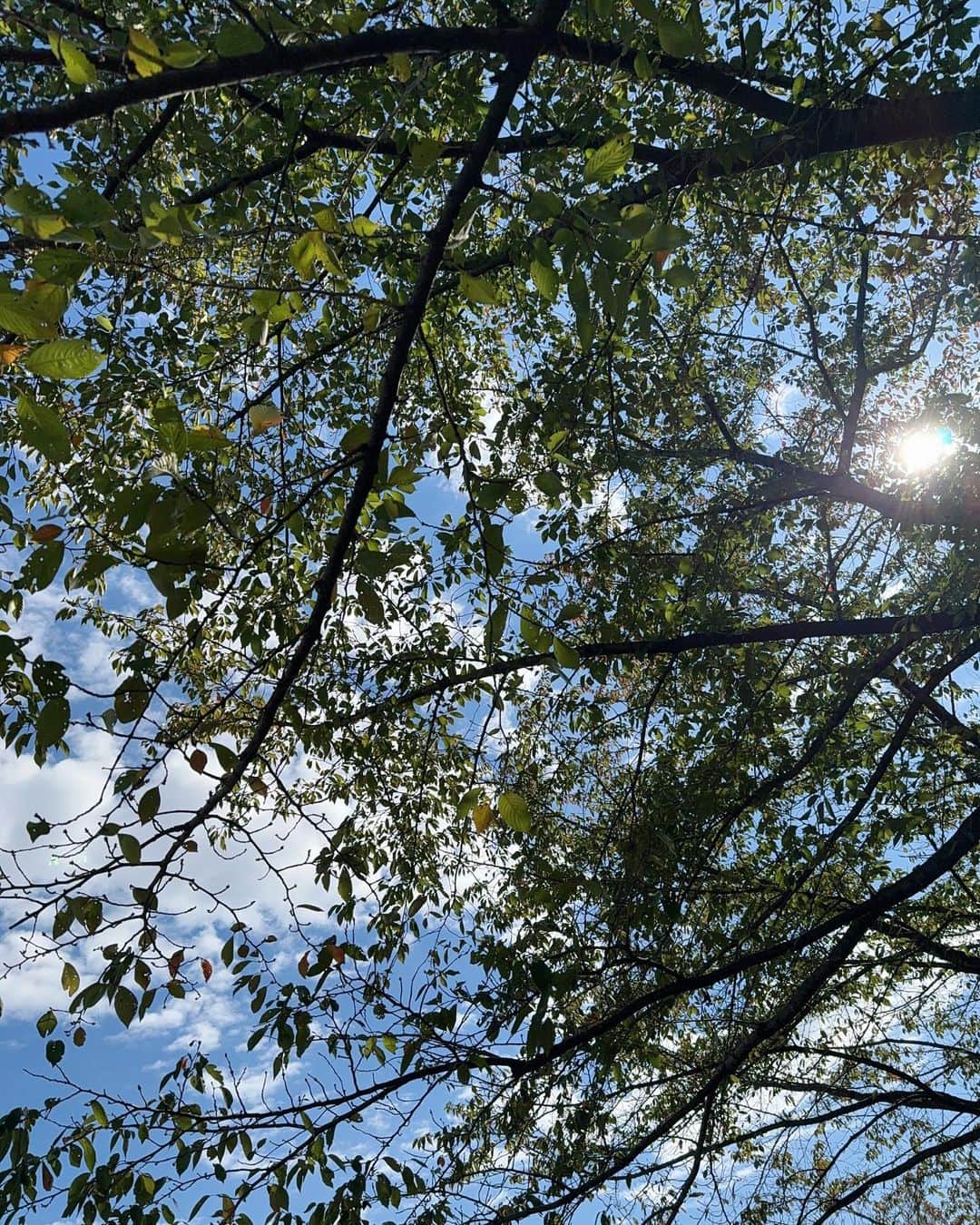 蒼乃夕妃のインスタグラム：「公園でピクニック🧺🛝  久々の家族OFF日✨ 最近お天気が良いから、レジャーシート持って公園でピクニックしました😊 パパと一緒に走り回ってとっても嬉しそうなキウイ氏🥝😊 2人で何やらコソコソしてると思ったら、めっちゃどんぐり拾ってきた😂 拾ってきたどんぐり達。 全部お尻のぽっけに入れてだけど、走る度にポロポロ落ちてて家に着く頃には空っぽになってました😂  持って帰らなくて母はホッとしたけどね😅 だって、虫湧くじゃん…🐛🐜💦」