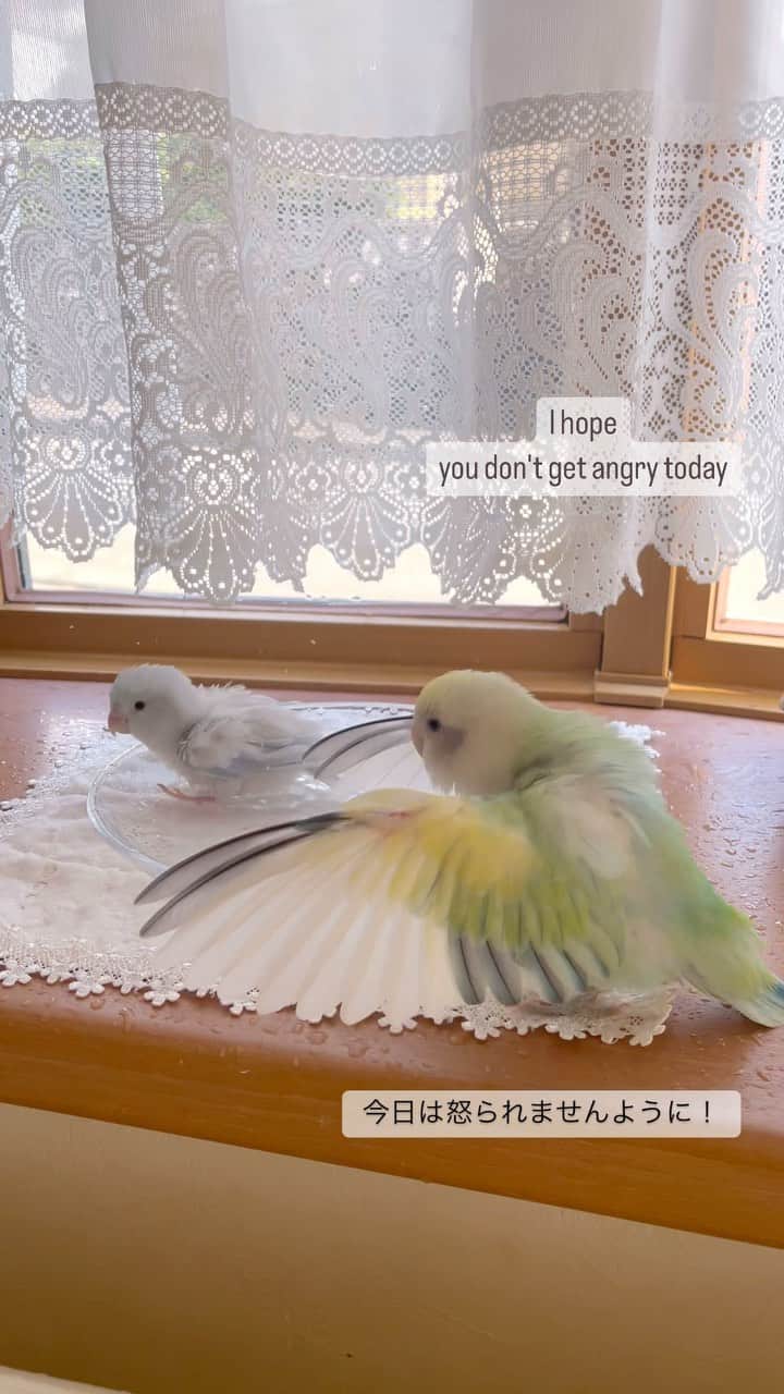 SAORIのインスタグラム：「I hope you don't get angry today🐦 * * 今日は怒られませんように… ねねくんの願いはいつ通じるのか〜😂 がんばれお兄ちゃん！ * * 2023.10.21 #インコ #マメルリハ #マメルリハインコ #コザクラ #コザクラインコ #peachfacedlovebird #agapornis #lovebird #小鳥 #parrotlet #pacificparrotlet #parakeet #bird #forpus #weeklyfluff #Sittich  #perruche #잉꼬 #papagei #papagaio #papağan」