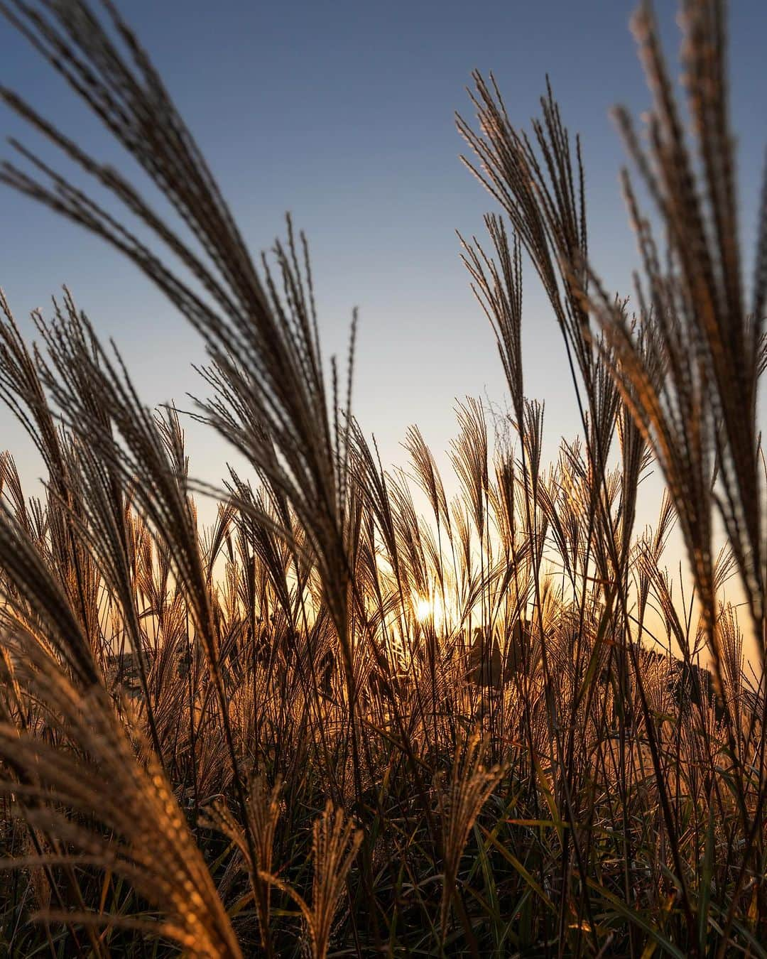 kyoko_zzzさんのインスタグラム写真 - (kyoko_zzzInstagram)「生石高原の夕景色 Oishi Plateau  #生石高原のすすき  #pampasgrass」10月21日 21時07分 - kyoko_zzz