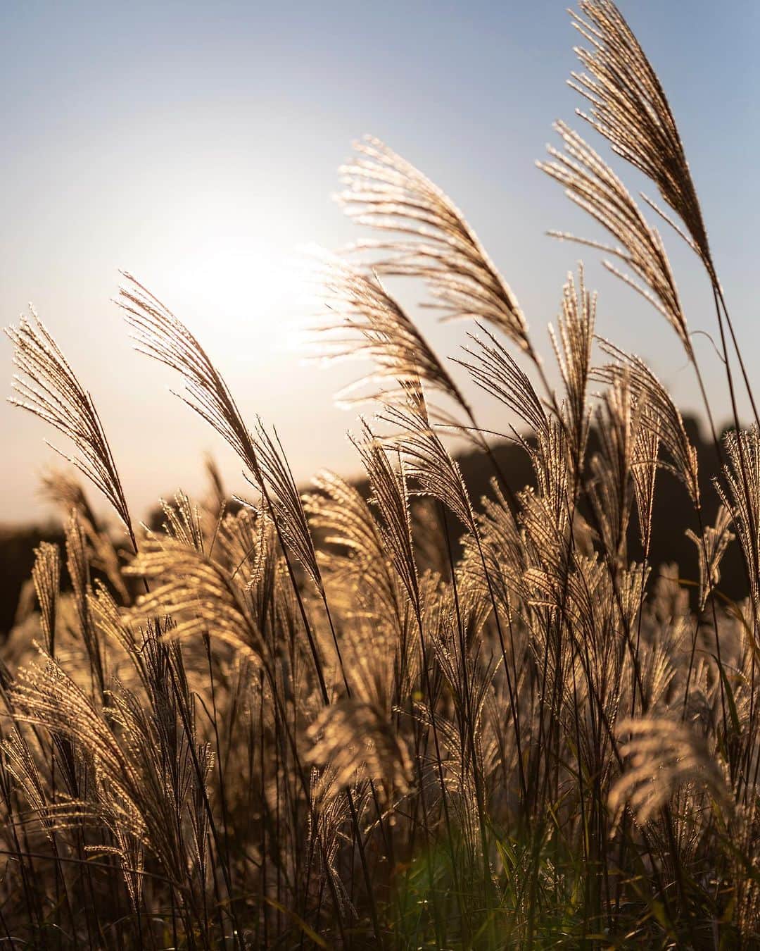 kyoko_zzzのインスタグラム：「生石高原の夕景色 Oishi Plateau  #生石高原のすすき  #pampasgrass」