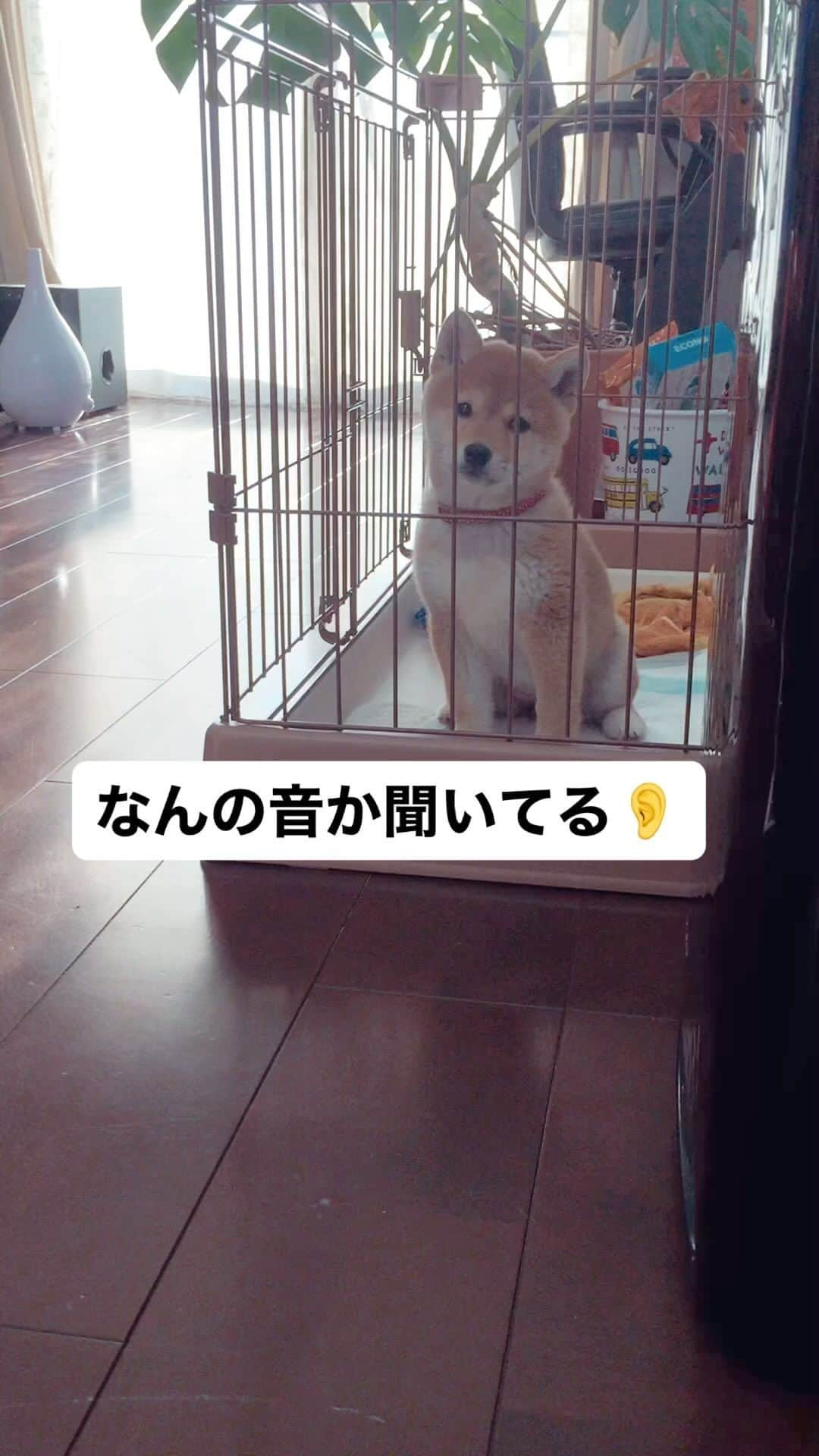 柴犬ハル&保護犬すずのインスタグラム