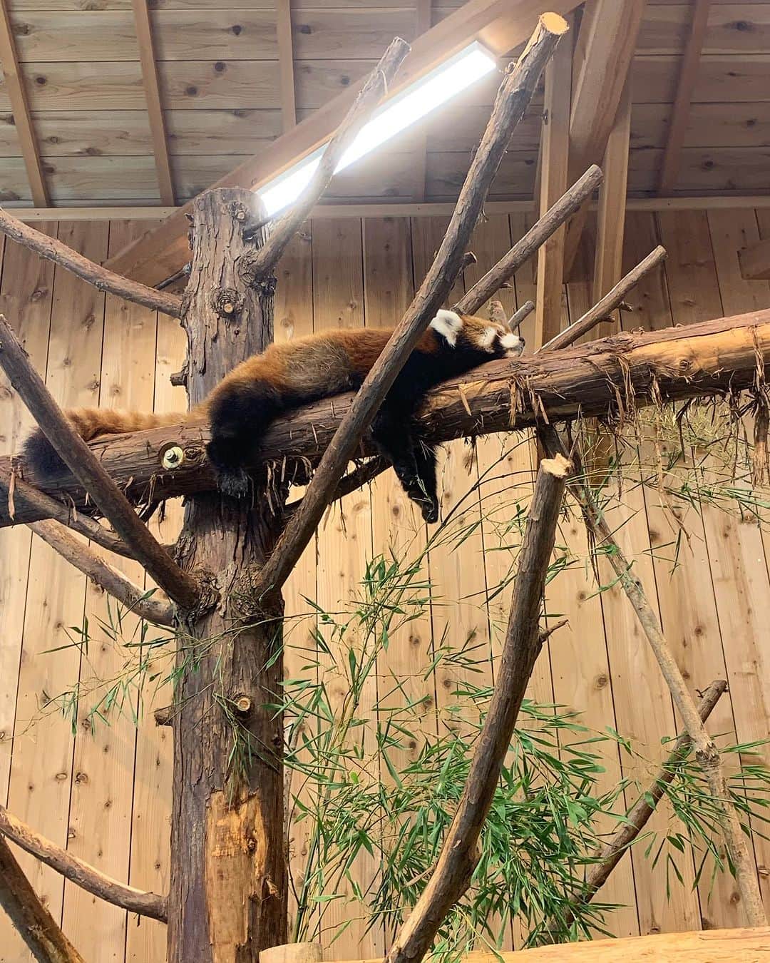 AIMIさんのインスタグラム写真 - (AIMIInstagram)「癒されたー🦝🦘🐫🦚🐒💓  #AIMI#休日#シャボテン動物公園」10月21日 21時24分 - my_name_is_aimi