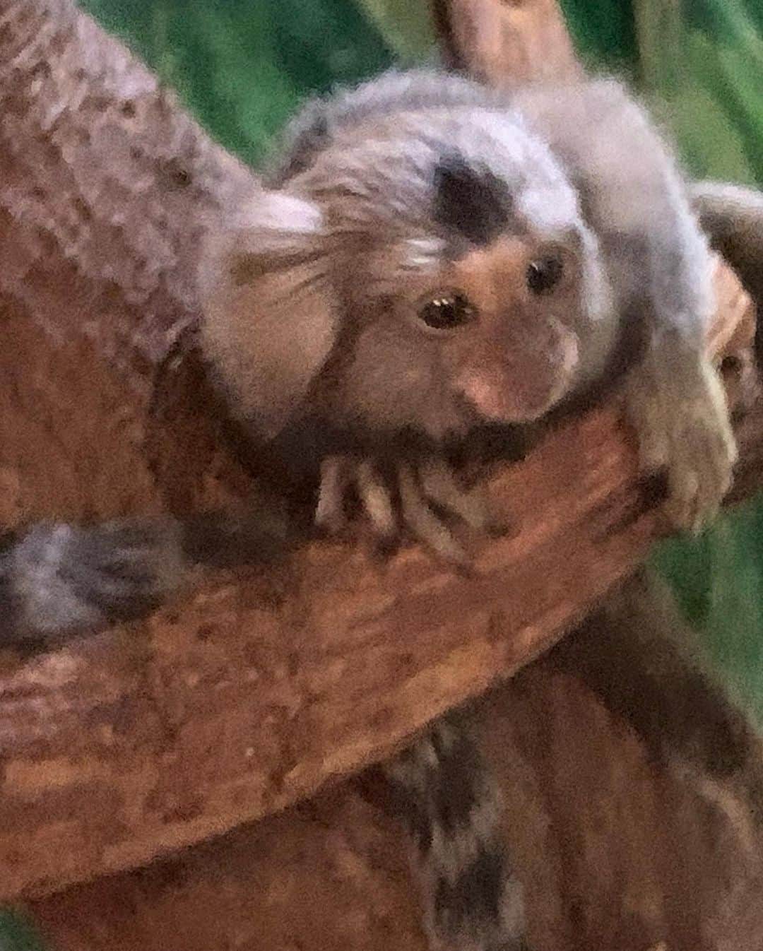 AIMIさんのインスタグラム写真 - (AIMIInstagram)「癒されたー🦝🦘🐫🦚🐒💓  #AIMI#休日#シャボテン動物公園」10月21日 21時24分 - my_name_is_aimi