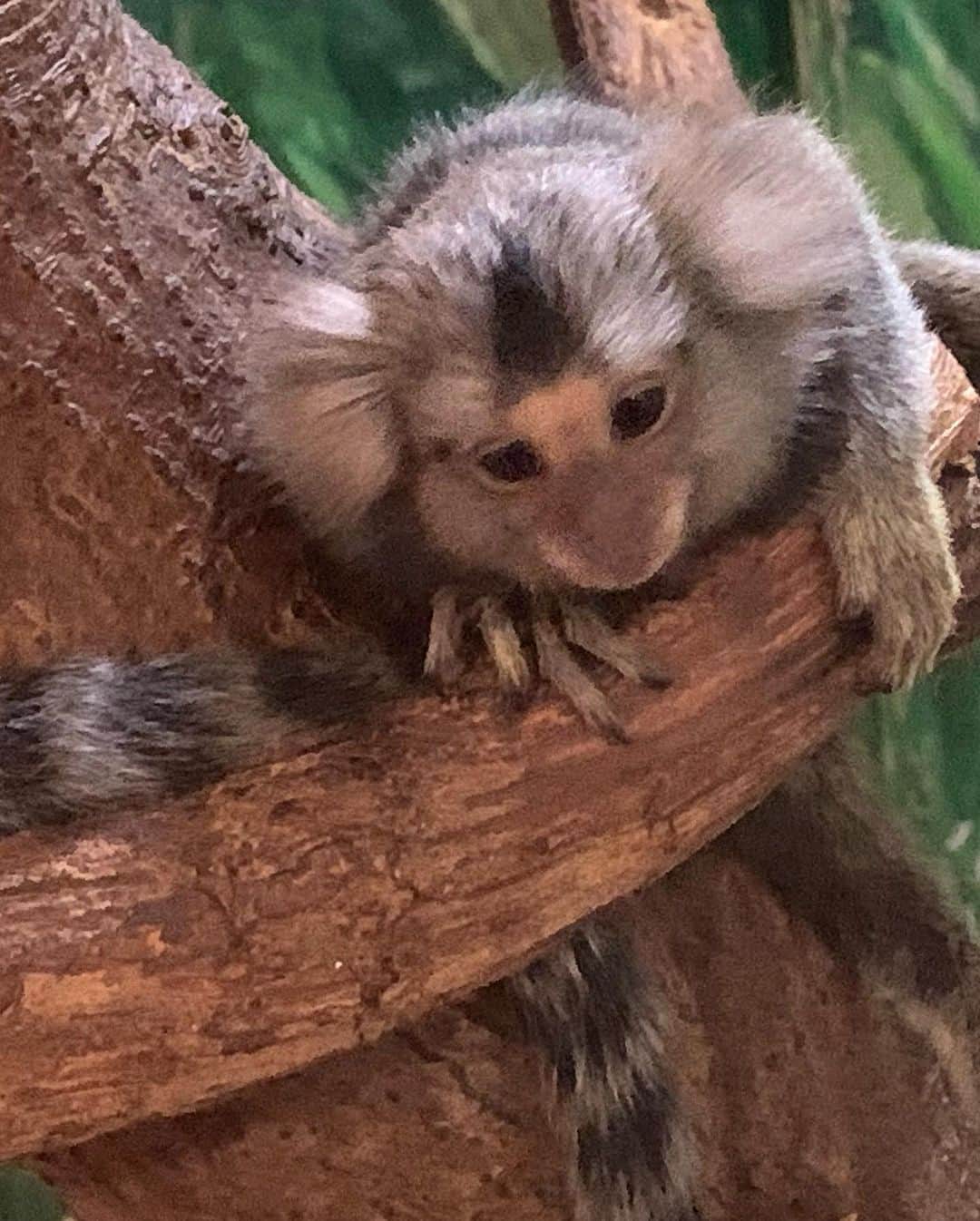 AIMIさんのインスタグラム写真 - (AIMIInstagram)「癒されたー🦝🦘🐫🦚🐒💓  #AIMI#休日#シャボテン動物公園」10月21日 21時24分 - my_name_is_aimi