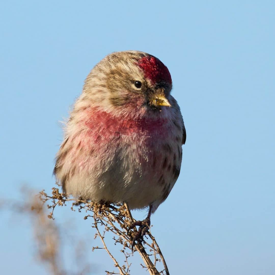 アニマルプラネットのインスタグラム：「Nobody does cozy quite like #birds. 🧣🐦  Despite weighing less than 15 grams, the common redpoll can survive temperatues of nearly -70°F thanks to fluffy feathers that trap pockets of air for insulation.   #CozyVibes」