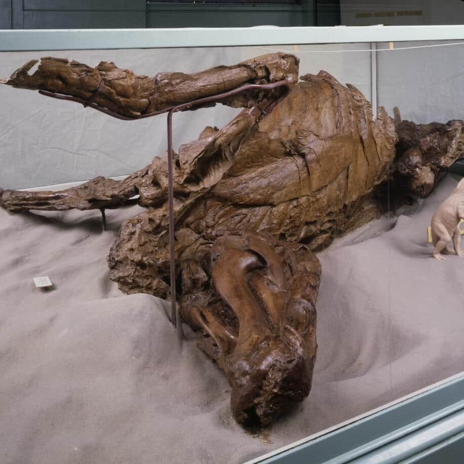 アメリカ自然史博物館のインスタグラム：「Today’s Exhibit of the Day? The Museum’s mummified hadrosaur—one of the most complete pieces of Mesozoic dinosaur remains ever found! This fossil represents one of the greatest discoveries in the history of paleontology: a rare glimpse at the texture of dinosaur skin. Like the skin on modern birds’ feet, this duck-billed dinosaur’s skin was marked by bumps called tubercles. The tubercles are larger along the animal’s back and sides and smaller around the joints, which needed to be flexible.  Photo: Image no. ptc-7737 © / AMNH Library (Circa 1992)  #paleontology #science #dinosaurs #dinosaurfacts #didyouknow #amnh #museum」