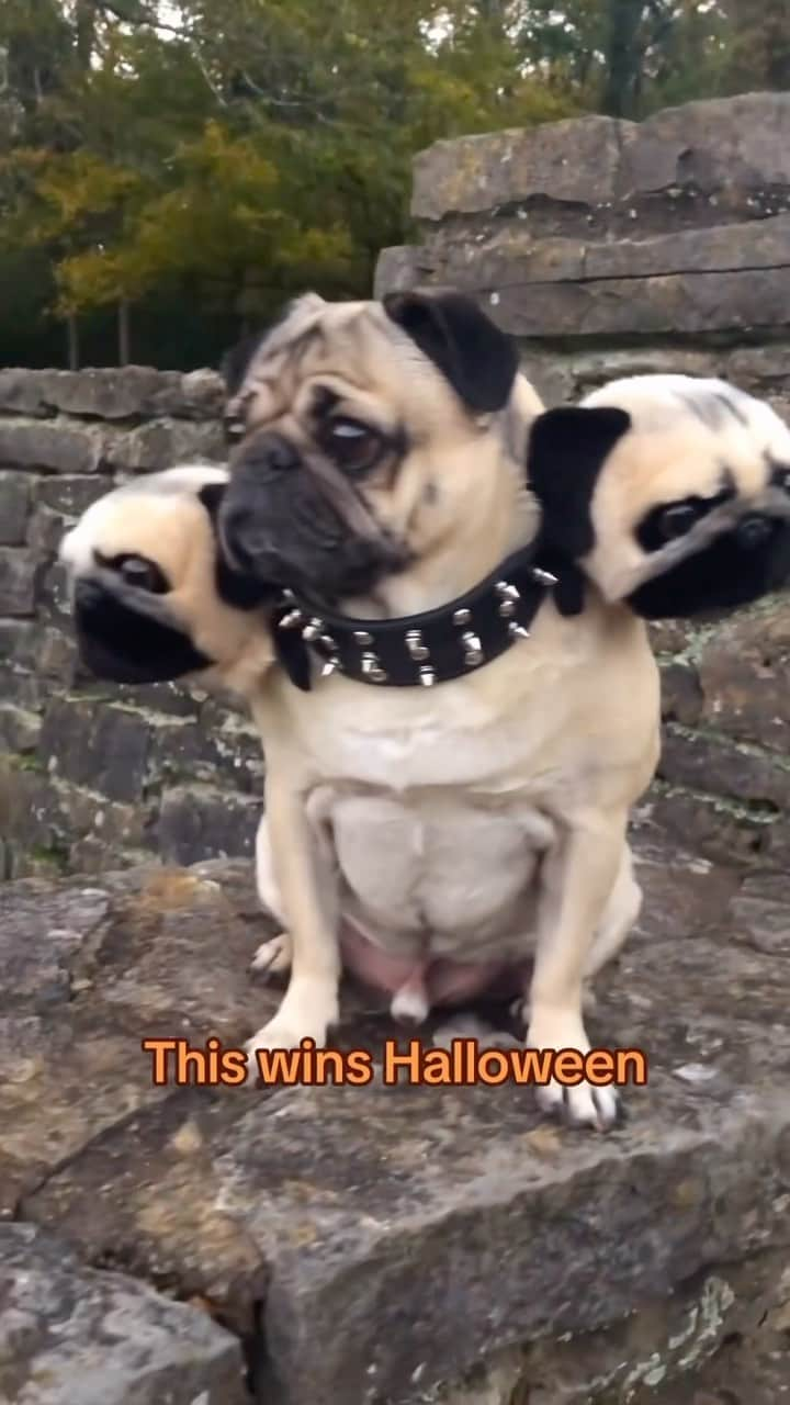 DogsOf Instagramのインスタグラム：「@itsdougthepug knows how to Halloween 🎃⚡️ . . . #dogcostume #howloween #spooktacular #pugstagram  #dogsofinstagram #harrypawter  #costumeideas」